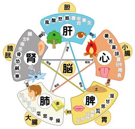 東洋医学 膵臓 感情